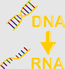 Diagrama de ADN y ARN