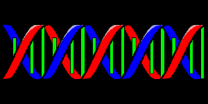 Imagen del diagrama de ADN