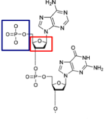 Imagen de la molécula de ADN