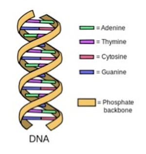 Estructura del ADN