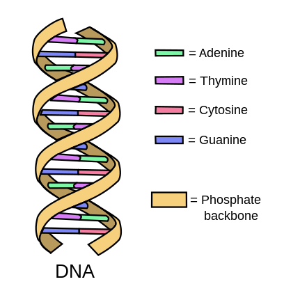 Un diagrama de color que muestra la columna vertebral y las bases en diferentes colores.
