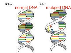 mutaciones en el ADN