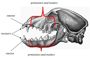 dientes_perros