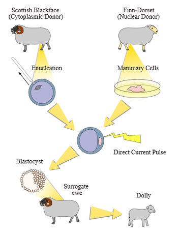 Un diagrama que ilustra cómo se utilizó la transferencia nuclear para crear Dolly the Sheep.