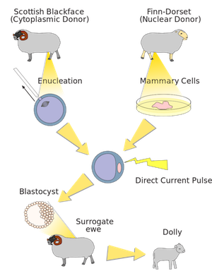 clonación