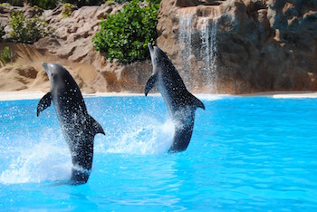 Cola de delfines caminando