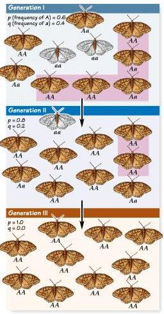 Deriva genética en una población de mariposas marrones y blancas.