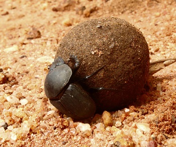 Imagen de un escarabajo real haciendo rodar una bola de estiércol.