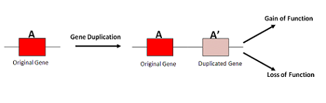duplicación de genes