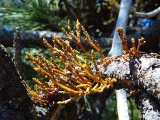 Muérdago enano en árbol de coníferas