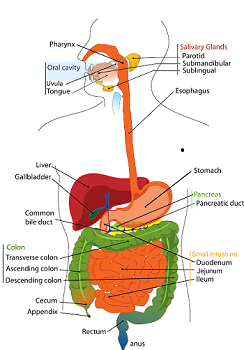 Tracto gastrointestinal