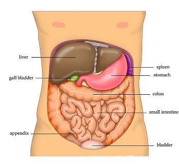 órganos abdominales