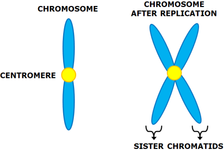 diagrama de cromátidas hermanas con un solo cromosoma y su centrómero también etiquetado