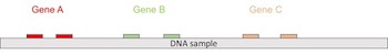 Concepto esquemático de una PCR multiplex