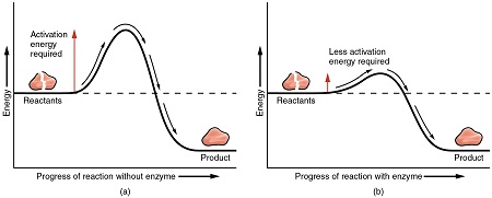 Papel de la energía de activación sobre las enzimas