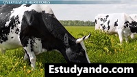 herbívoro