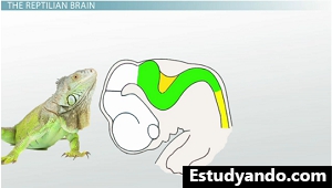 Cerebro de reptil