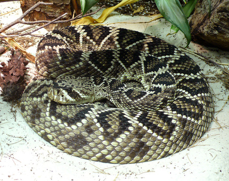 Fotografía en color de una serpiente de cascabel Diamondback oriental.