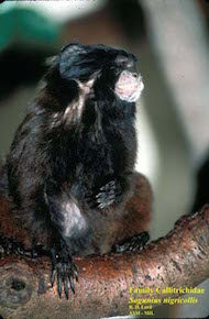 manto negro