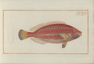 pescado