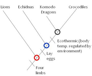 Cladograma de leões, equidnas, dragões de Komodo e crocodilos