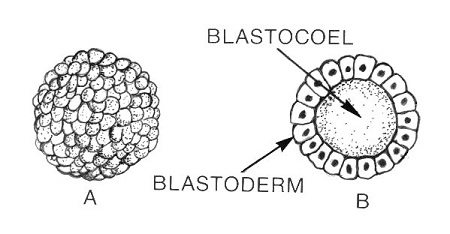 Una imagen de una blástula que incluye el blastodermo y el blastocoel.