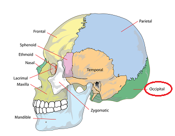 hueso occipital