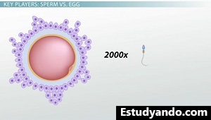Tamaño del huevo vs esperma