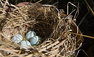 huevos en un nido
