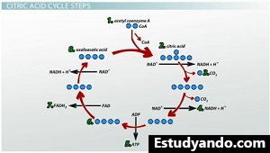 Ocho pasos del ciclo del ácido cítrico