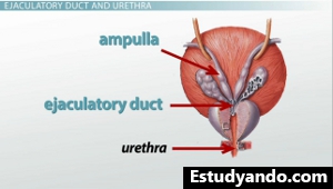 Ducto eyaculador
