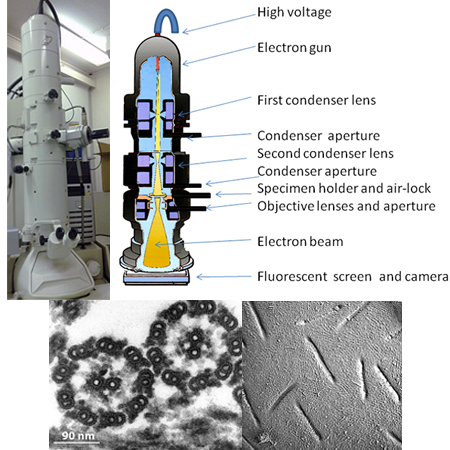 Ilustración de piezas de microscopio electrónico, imagen de microscopio, muestra de ejemplo