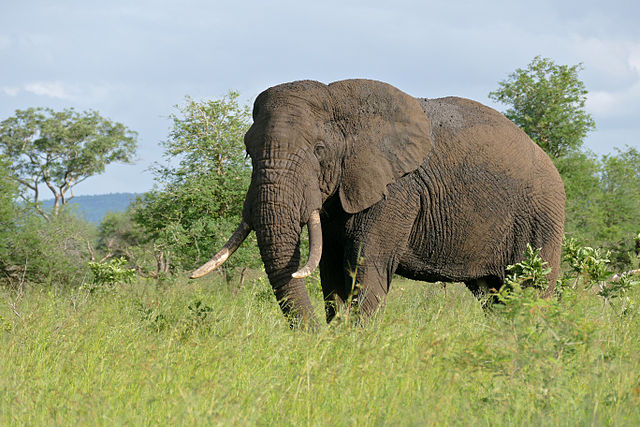 elefante