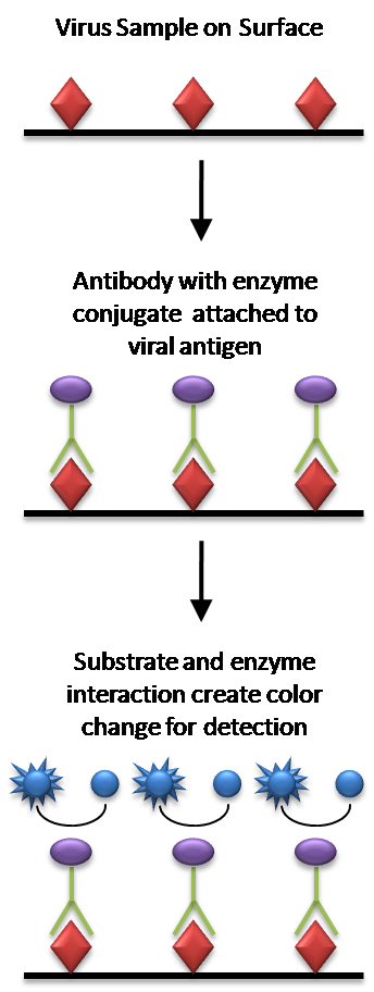 Aunque este diagrama usa virus, ELISA también se puede usar con anticuerpos y antígenos parasitarios