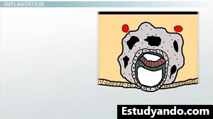 embrión 2