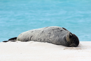 Foca monje hawaiana
