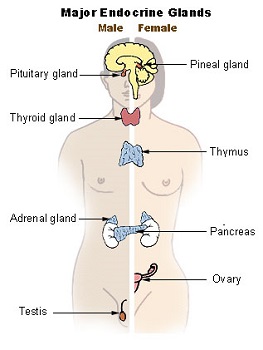 endocrino