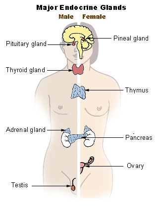 Sistema endocrino