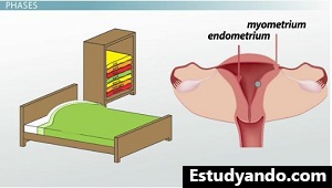 Endometrio como láminas