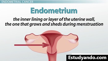 diagrama del endometrio