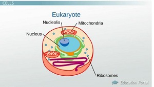 Eucariota