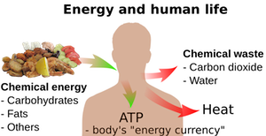 alimentos a energía química