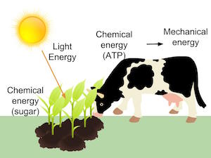 conversión de energía agrícola
