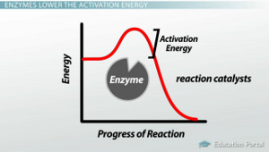 Gráfico de energía de activación enzimática