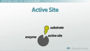 Sitio activo enzimático
