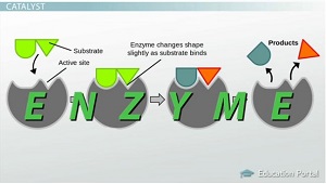 Ejemplo de catalizador enzimático