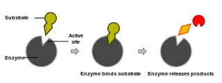 El proceso por el cual las enzimas rompen las moléculas en moléculas más pequeñas.