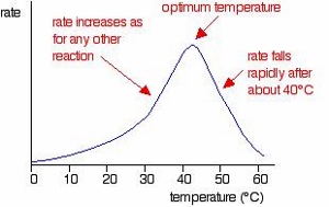 Influencia de la temperatura en la función enzimática