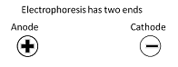 La electroforesis tiene dos extremos.