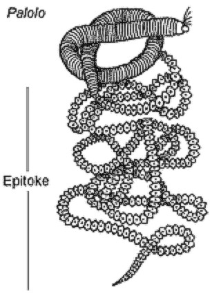 Epitoke